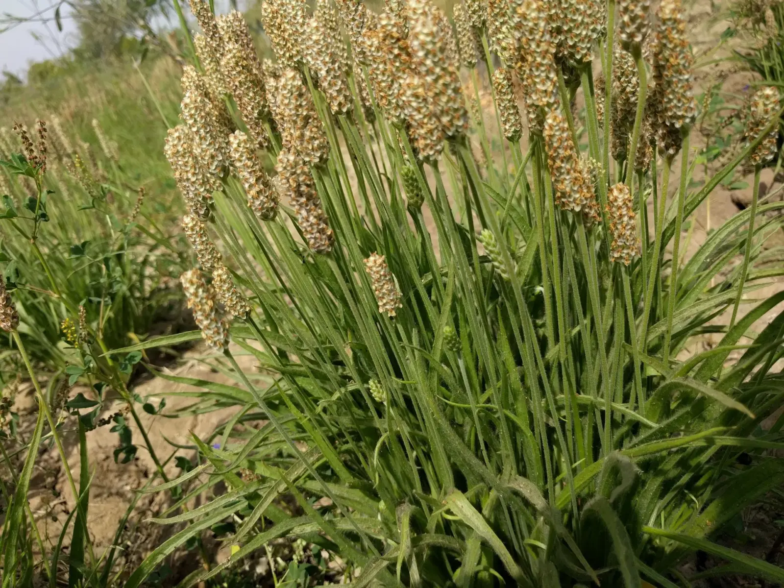 Psyllium-kasvi